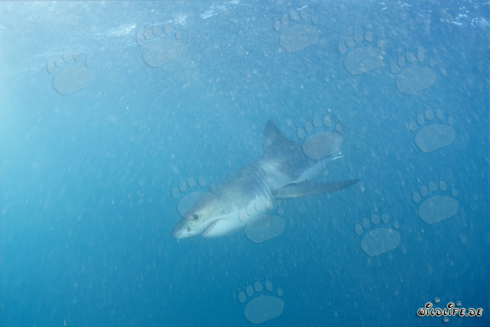 Baby Great White Shark searching for prey
