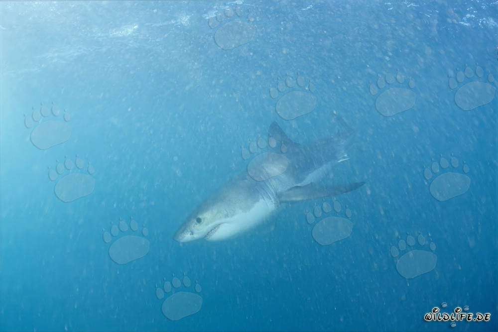 Jeune requin blanc à la recherche de nourriture