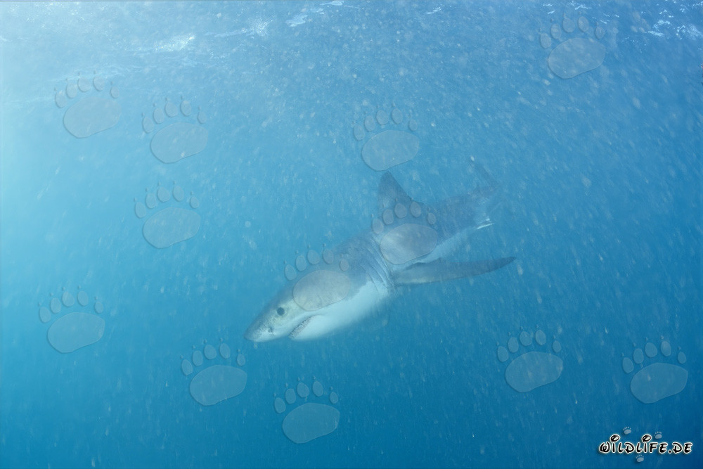 Pequeño tiburón blanco en busca de comida
