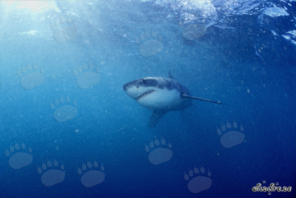Baby Great White Shark searching for prey