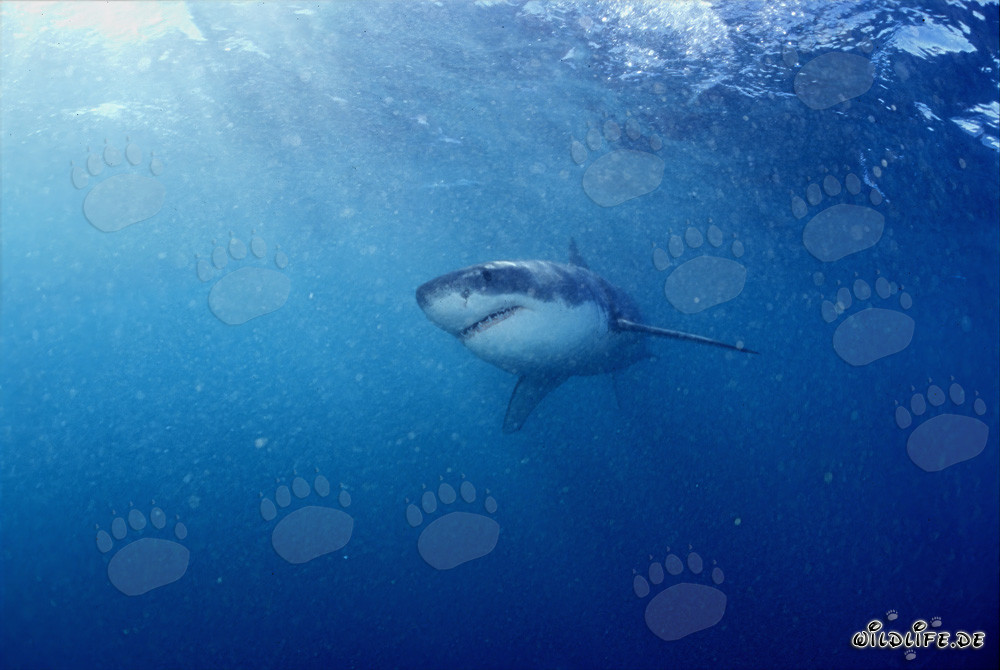 Jeune Requin Blanc à la recherche de nourriture