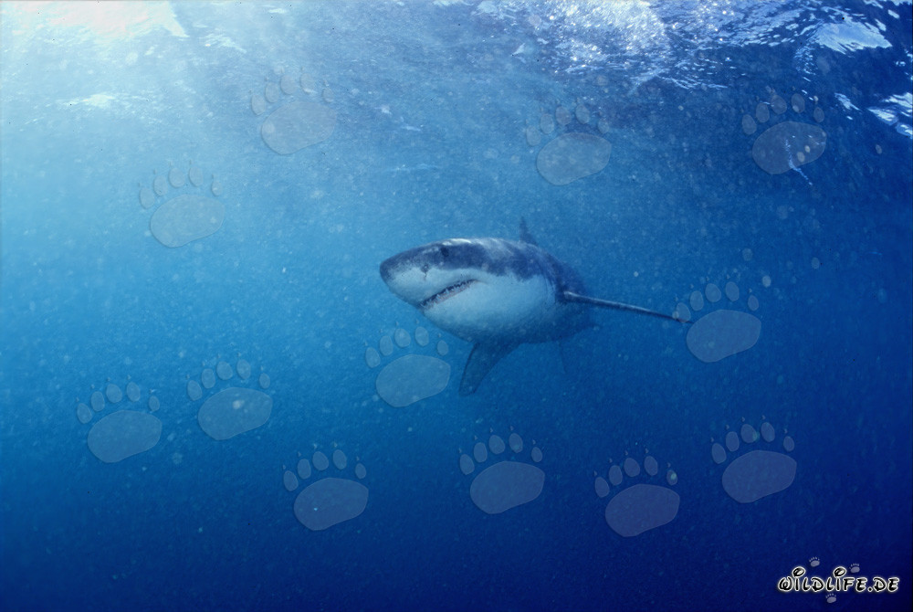 Pequeño Tiburón Blanco en busca de alimento