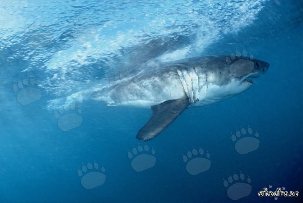 Grand requin blanc fascinant au large des côtes sud-africaines
