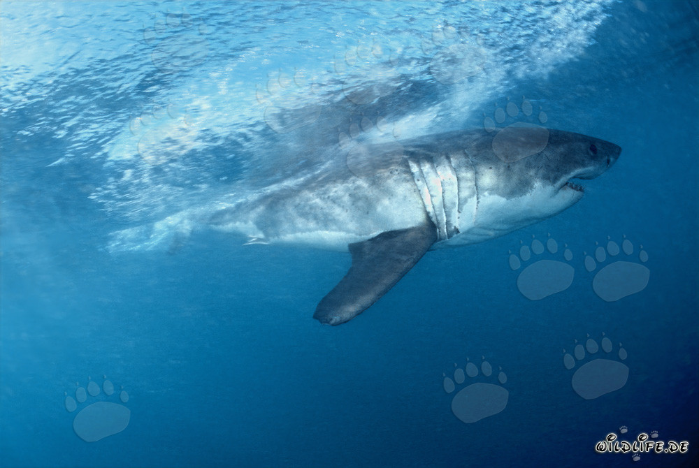 Fascinating Great White Shark off the coast of South Africa