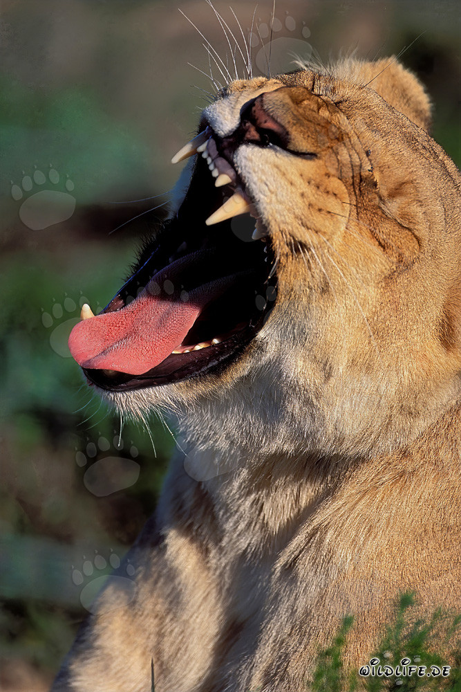 Leone maestoso sbadiglia (Panthera leo) al Garden Route Game Lodge, Sudafrica
