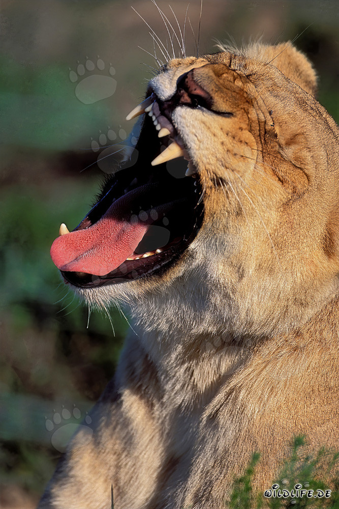 Majestätische Löwin gähnt (Panthera leo) in der Garden Route Game Lodge, Südafrika