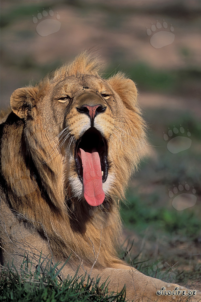 León africano majestuoso bostezando en la naturaleza salvaje