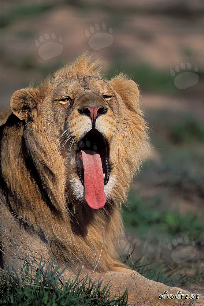Maestoso leone africano sbadiglia nella natura selvaggia