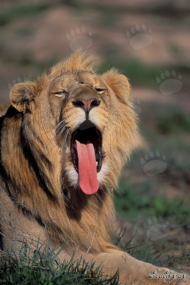 Majestätischer afrikanischer Löwe gähnt in der Wildnis