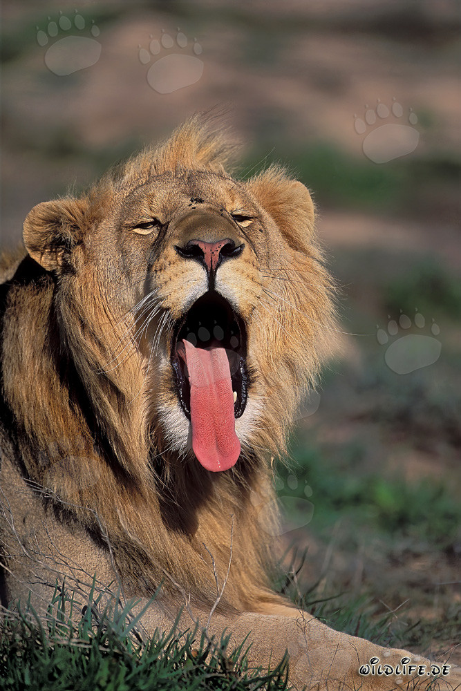 Majestic African lion yawning in the wilderness