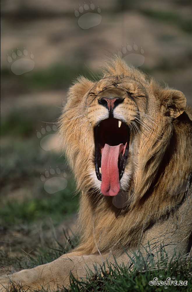 León africano majestuoso bostezando abundantemente