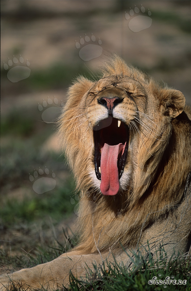 Maestoso leone africano sbadiglia abbondantemente