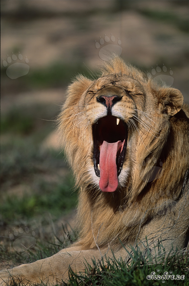 Majestic African lion yawning widely