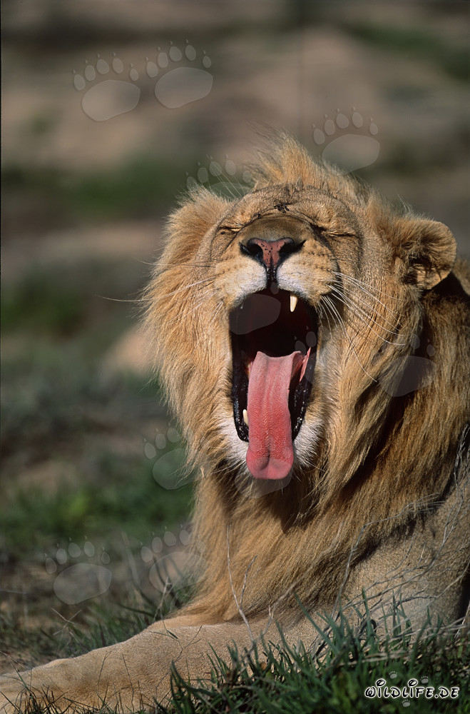 Lion africain majestueux baillant abondamment