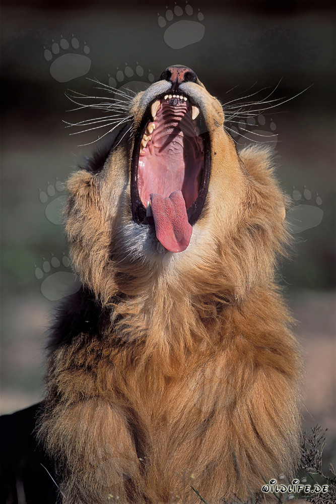 Lion africain majestueux ouvre grand sa gueule imposante
