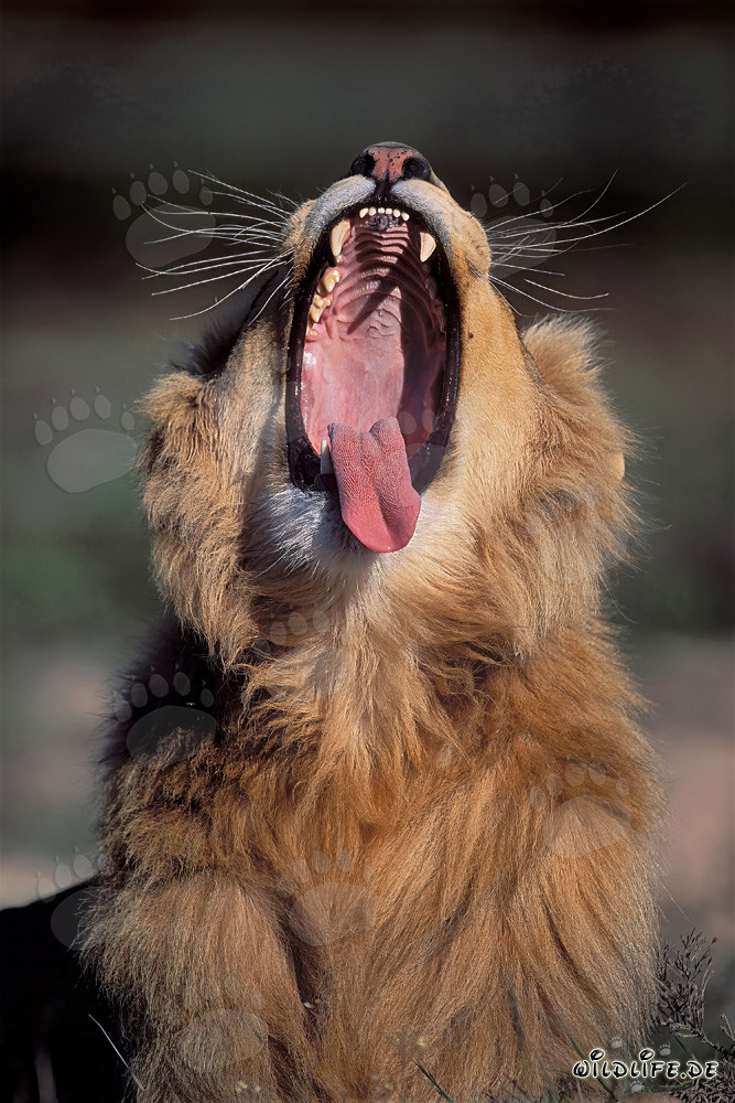 Majestic African lion yawning widely with impressive mouth open