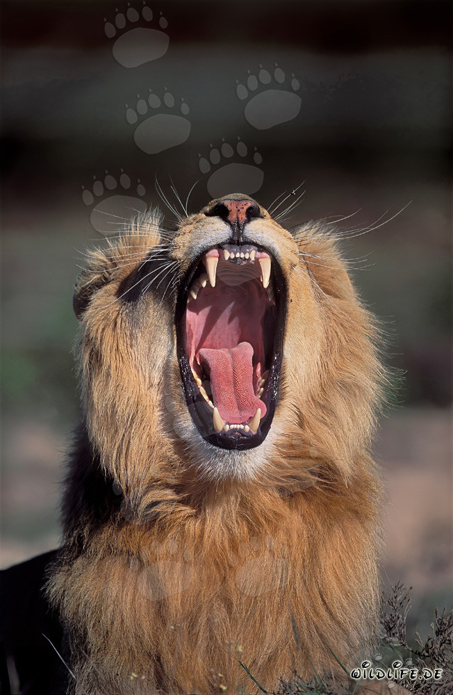 Un majestuoso león africano bostezando relajadamente al sol