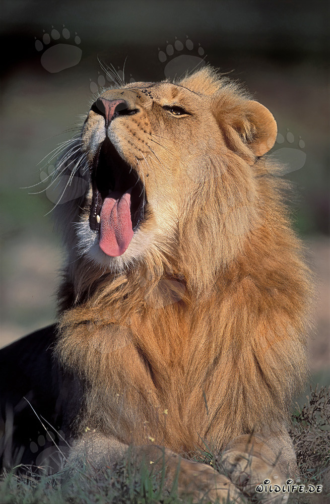 Majestic male lion yawning relaxingly in the sun