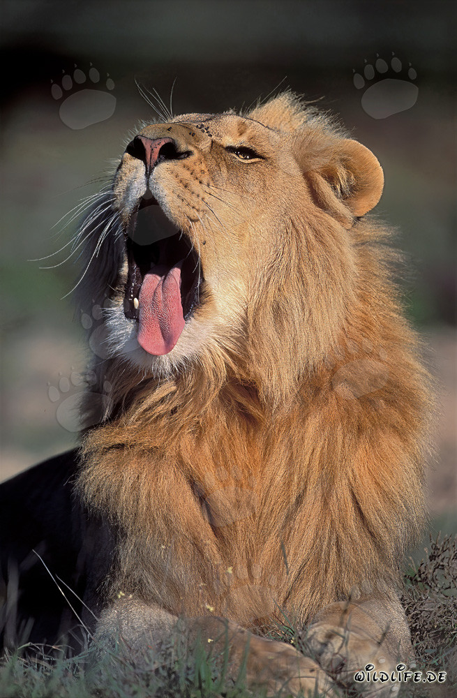 Lion majestueux baîlle relaxé au soleil