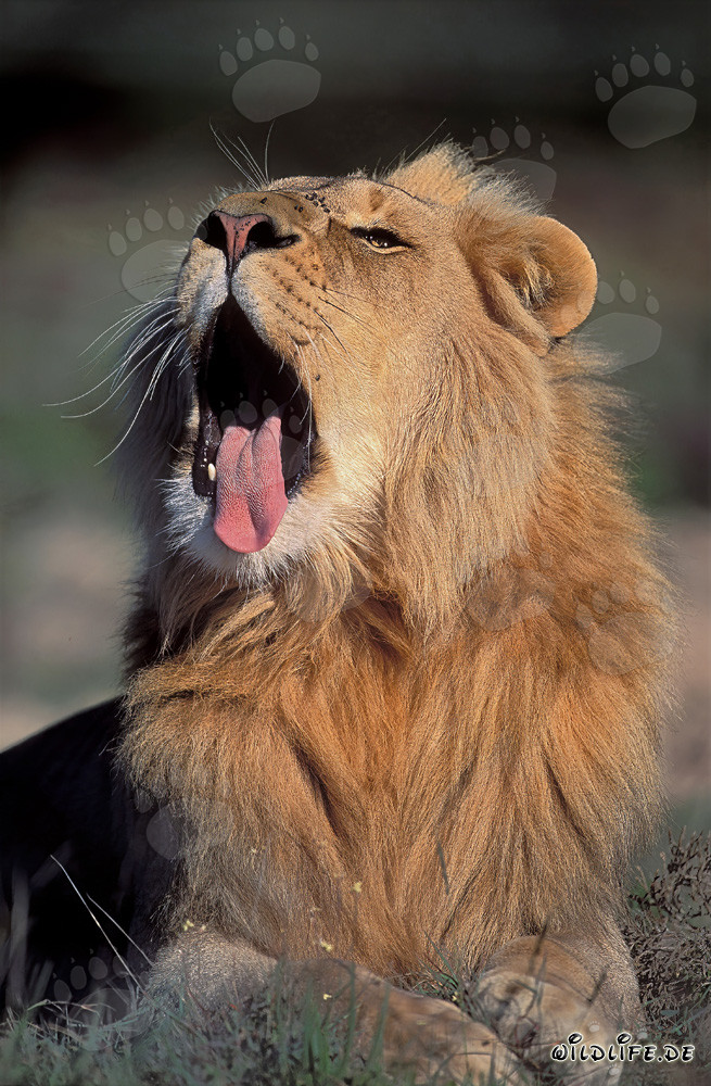 León majestuoso bosteza relajado al sol