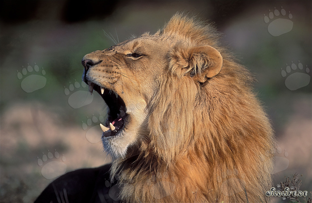 Retrato majestuoso de un león bostezando de lado