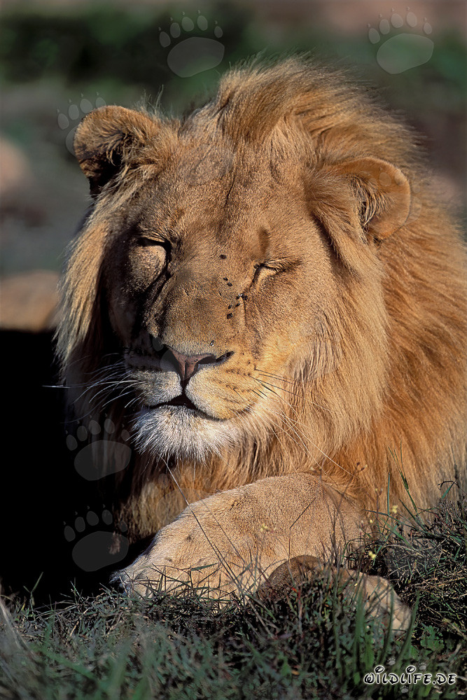 Exhausted Lion Resting