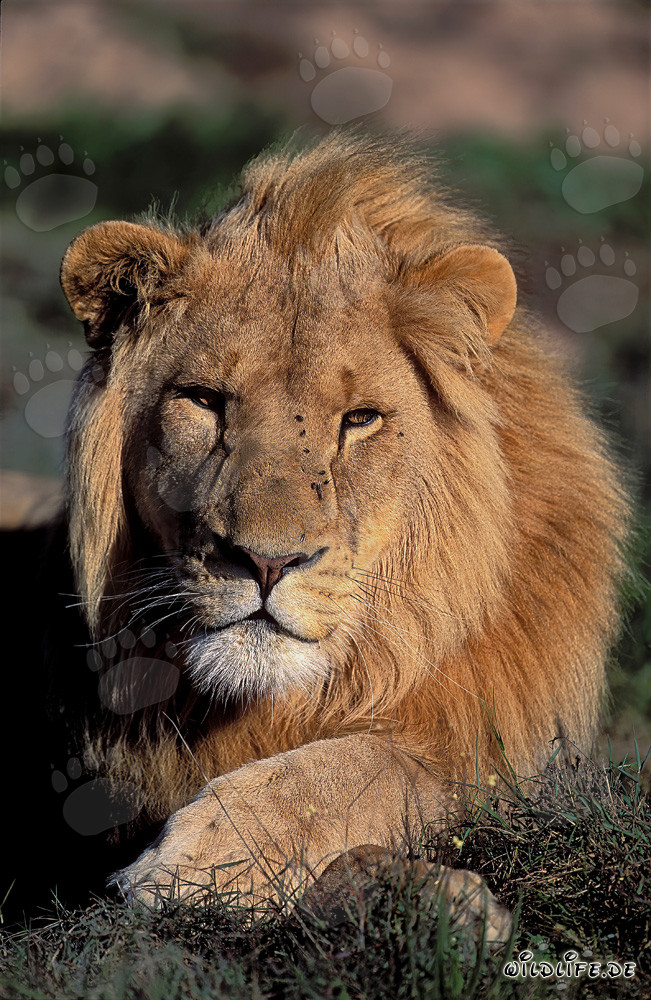 Lion africain majestueux à la Garden Route Game Lodge, Afrique du Sud