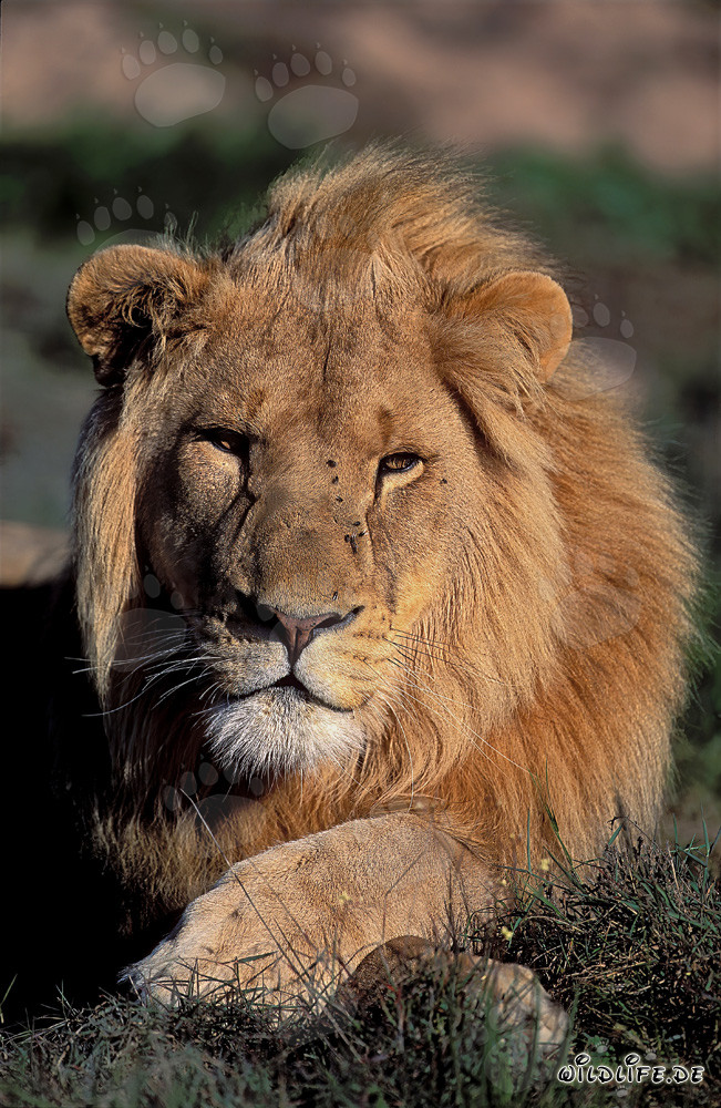Majestic African Lion at Garden Route Game Lodge, South Africa
