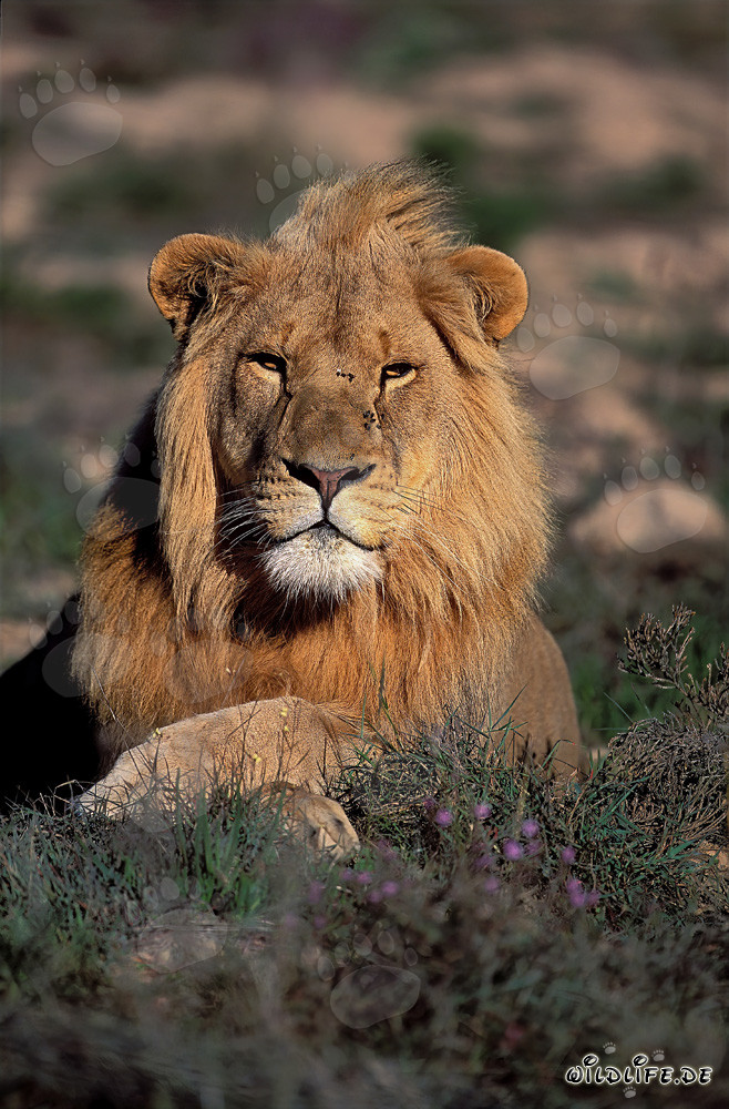 León africano majestuoso en la Garden Route Game Lodge, Sudáfrica
