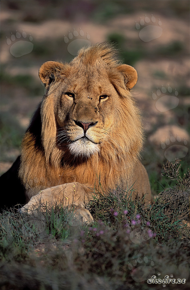 Maestoso leone africano alla Garden Route Game Lodge, Sudafrica