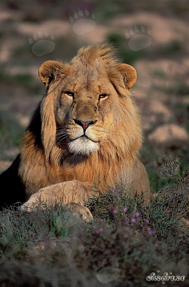 Majestätischer Afrikanischer Löwe in der Garden Route Game Lodge, Südafrika