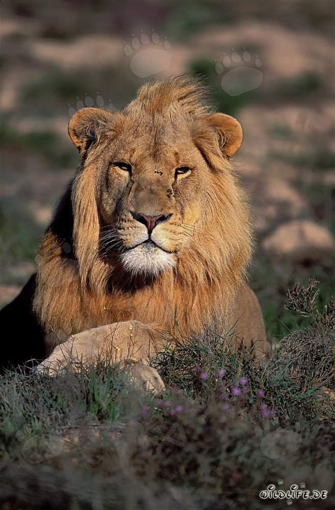 Majestic African Lion at Garden Route Game Lodge, South Africa