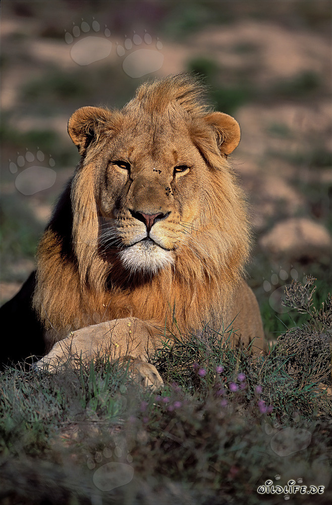 Lion africain majestueux à la Garden Route Game Lodge, Afrique du Sud