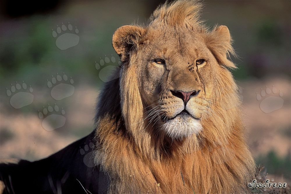 Curious male lion looks interested in observing its surroundings