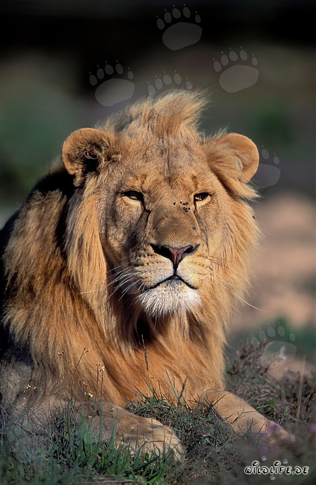 León curioso observa el entorno