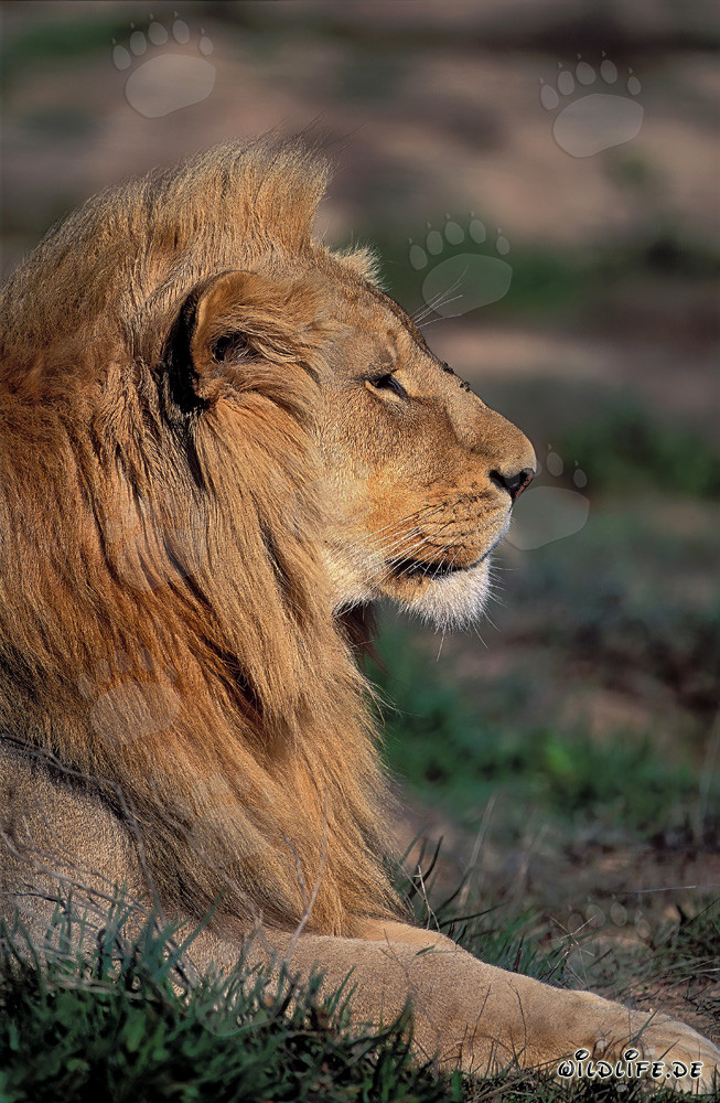 Impressive lion portrait from the side