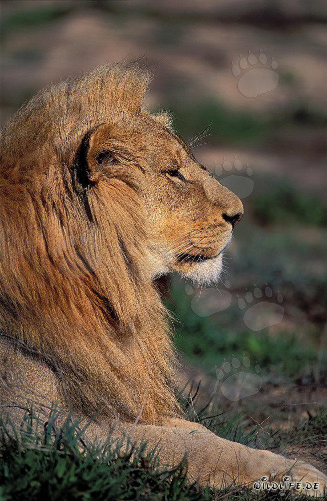 Portrait impressionnant d'un lion de côté