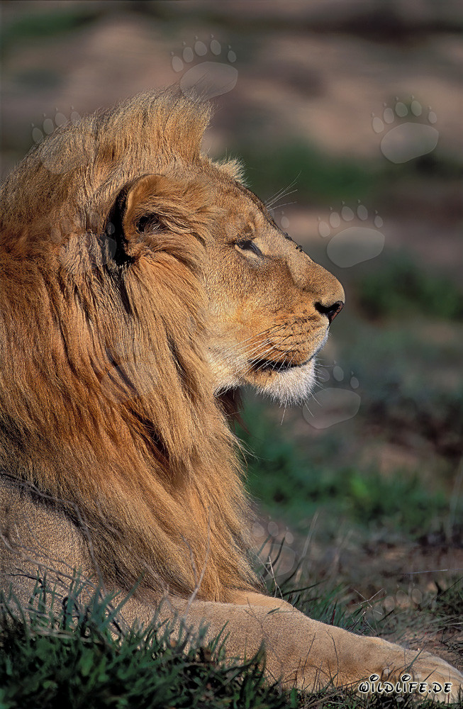 Impresionante retrato de un león de lado