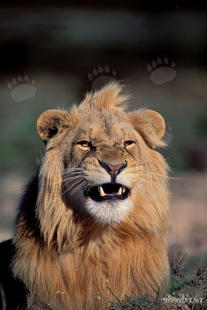 León majestuoso (Panthera leo) mostrando sus impresionantes colmillos