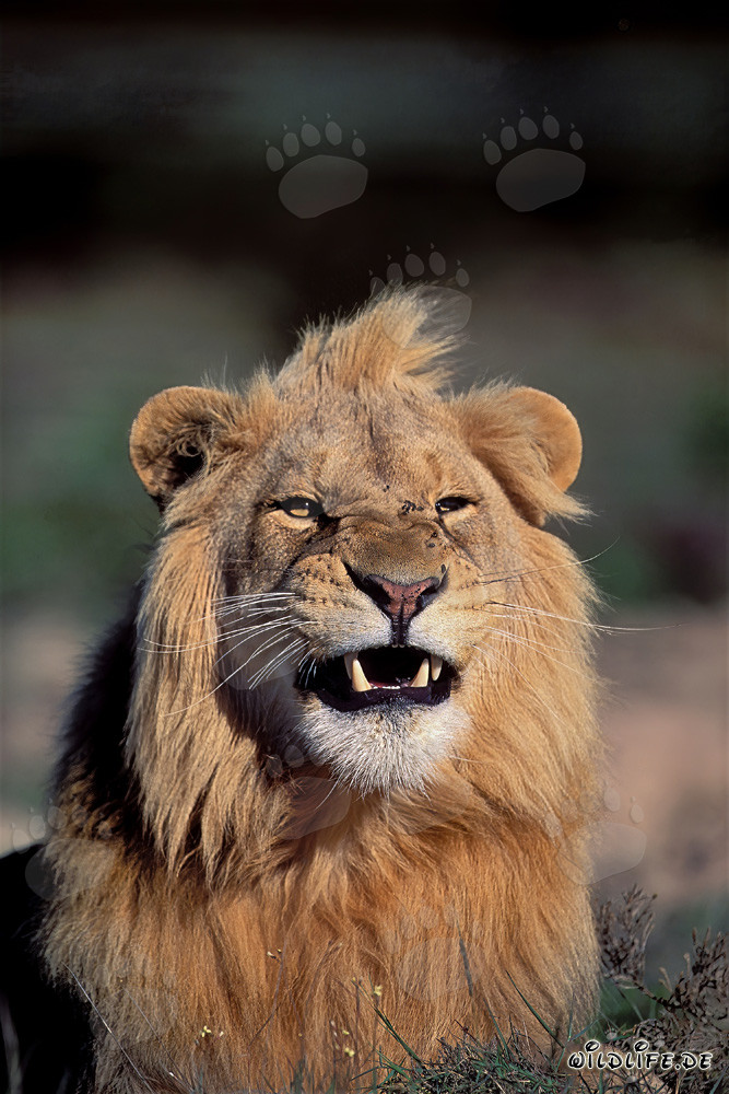 Leone maestoso (Panthera leo) mostra i suoi imponenti denti