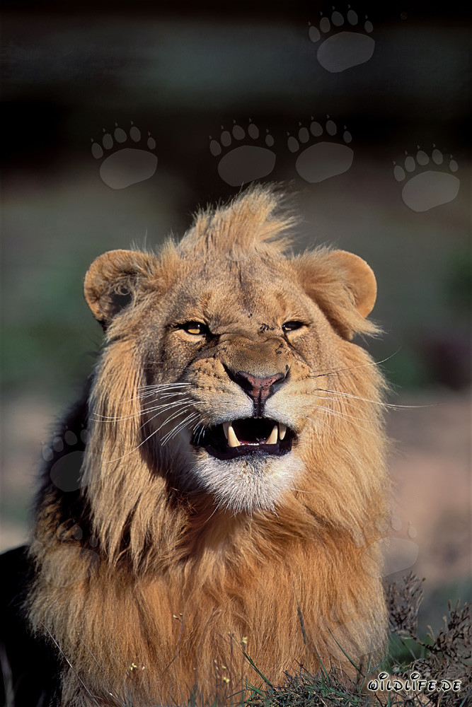 Lion majestueux (Panthera leo) montrant ses impressionnantes dents