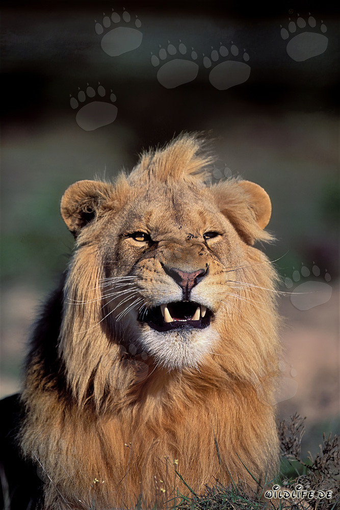 Majestic male lion (Panthera leo) displaying his impressive teeth