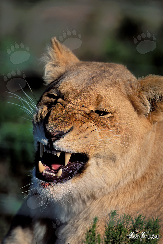 Leonessa minacciosa al Garden Route Game Lodge, Sudafrica
