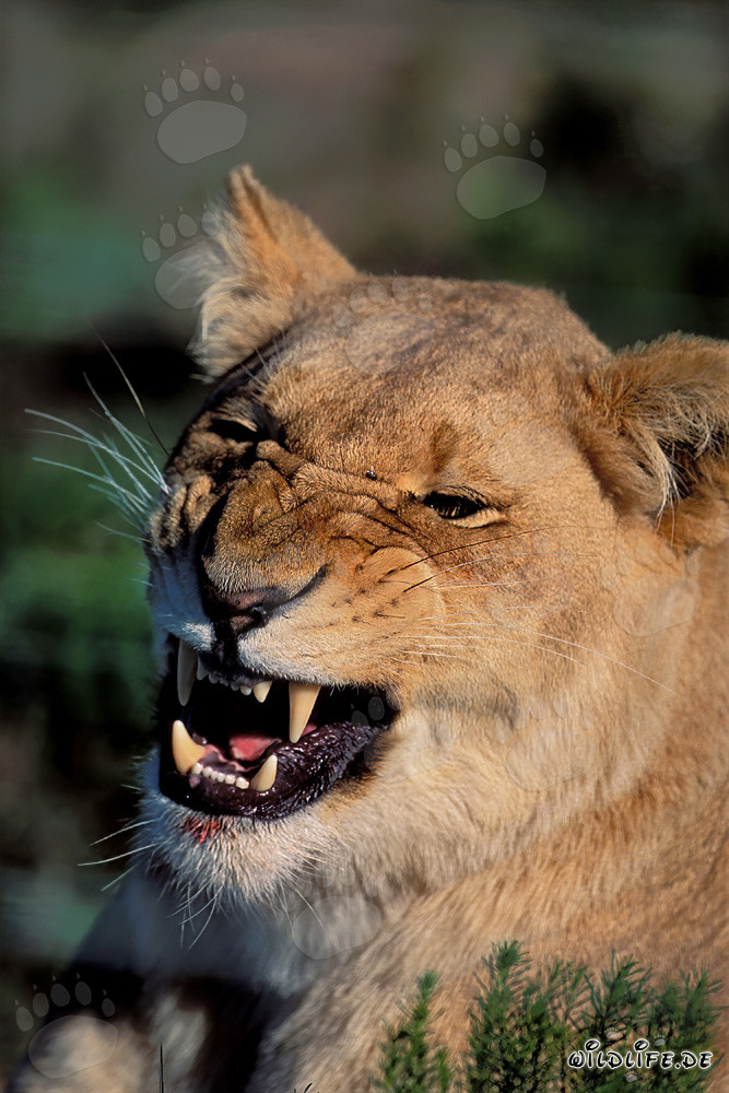 Menacing Lioness at Garden Route Game Lodge, South Africa