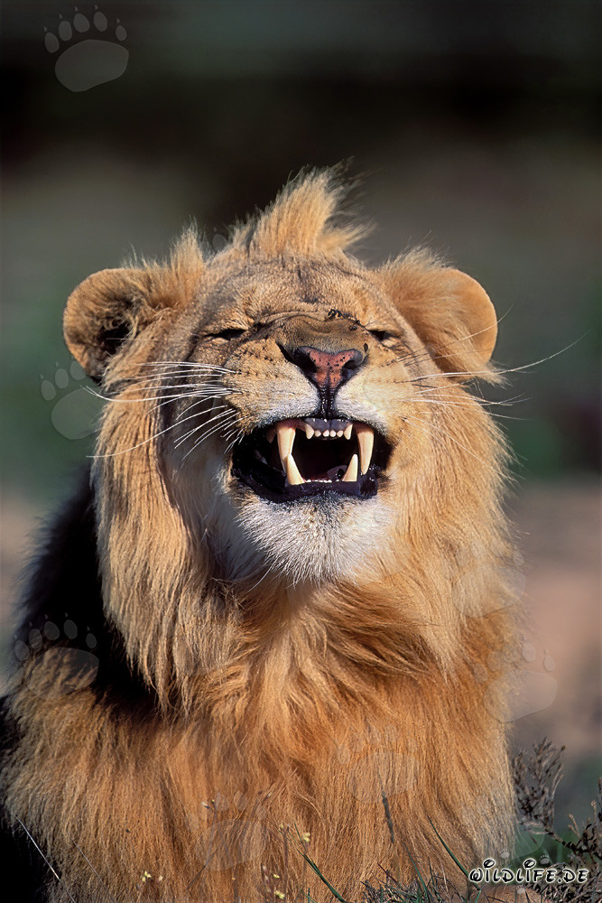 Imponente leone africano emette un ringhio minaccioso