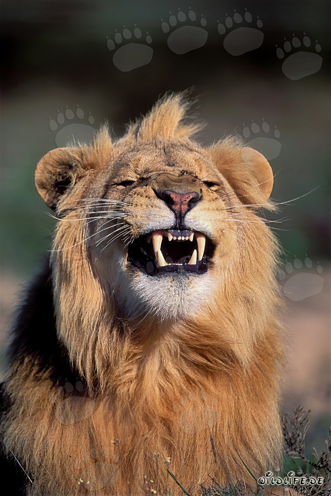 Imposant lion africain émet un grognement menaçant