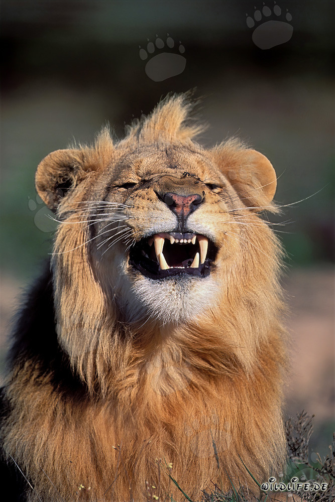 Impresionante león africano emite un gruñido amenazante
