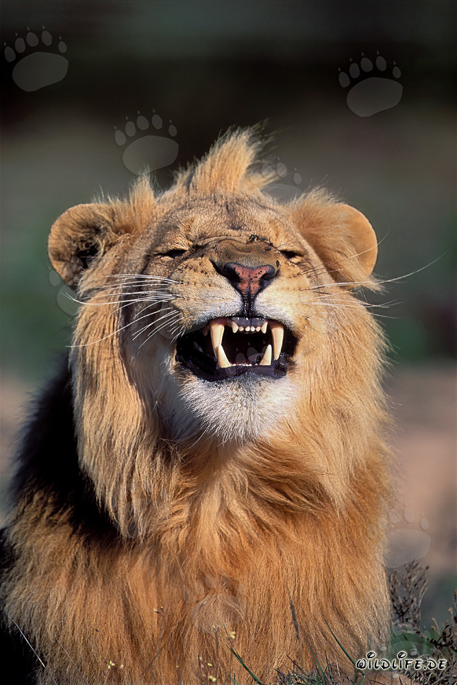 Impressive African male lion snarling menacingly
