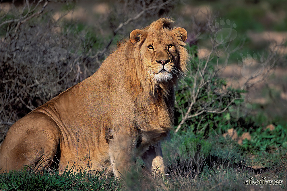 Majestic African Lion at Garden Route Game Lodge, South Africa