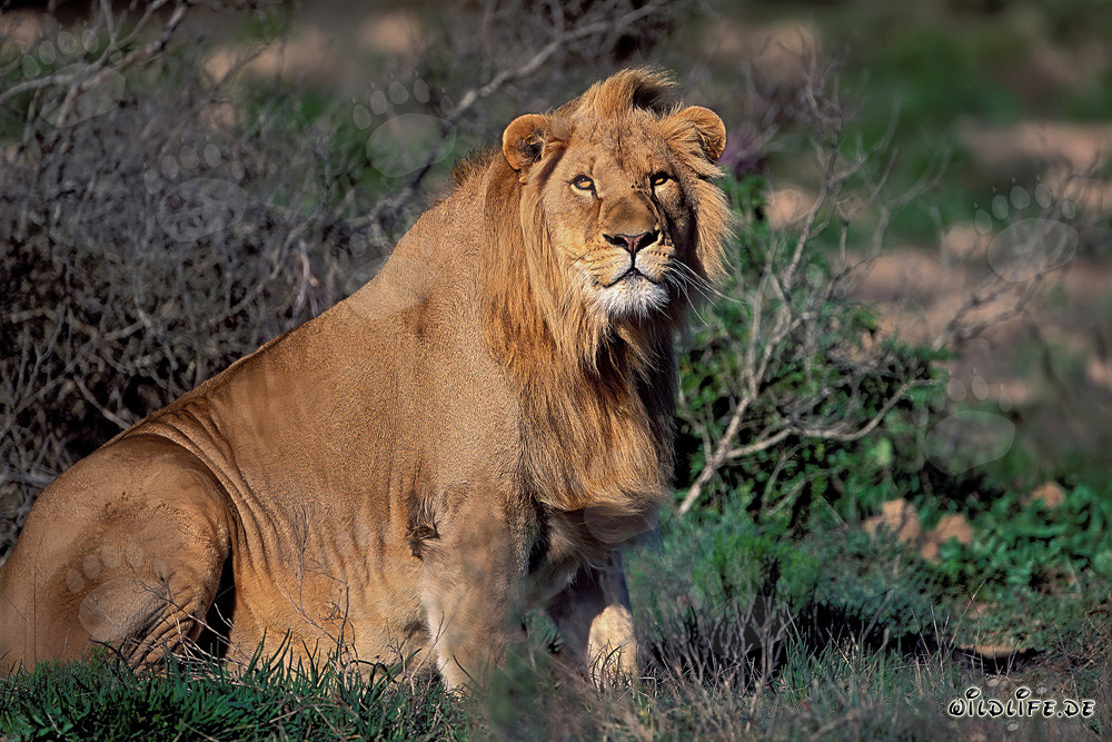 Majestätischer afrikanischer Löwe auf der Garden Route Game Lodge, Südafrika
